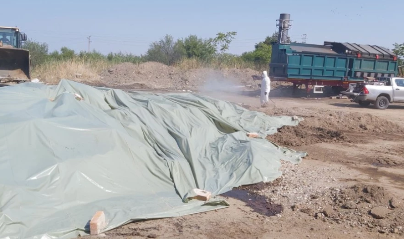 119 огнища на шарка в Пловдивско, засегнати са близо 12 000 животни