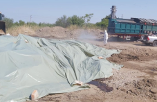 119 огнища на шарка в Пловдивско, засегнати са близо 12 000 животни