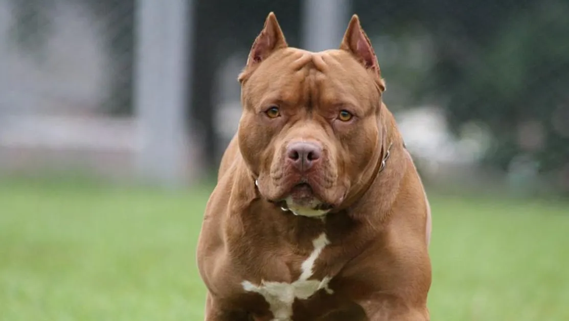 pitbul-napadna-shestmesechno-kuche-498.webp