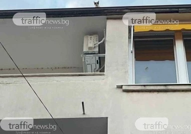 Коте бедства пет дни в Пловдив, от пожарната отказват да го свалят