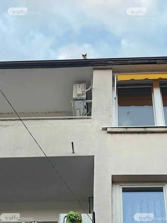Коте бедства пет дни в Пловдив, от пожарната отказват да го свалят Коте бедства пет дни в Пловдив, от пожарната отказват да го свалят