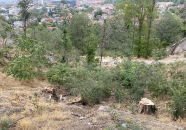 Близо половината пловдивчани винят кмета за колапса на зелената система