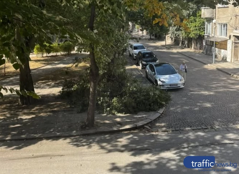 Огромен клон се стовари в центъра на Пловдив