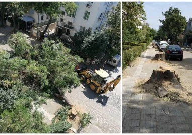 Над 30 дървета по ул. “Славянска“ падат преди ремонта – граждани застанаха един срещу друг с исканията си