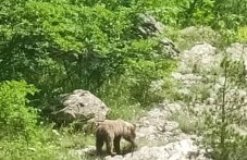 Мечка и двете й малки слязоха до водопад „Сучурум“ в Карлово