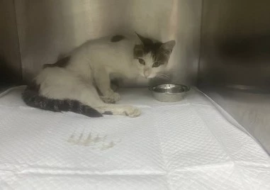 Коте е блъснато от кола в Пловдив, спешно се нуждае от операция