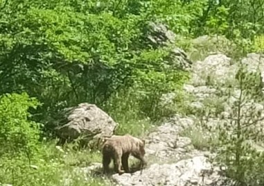 Мечка и двете й малки слязоха до водопад „Сучурум“ в Карлово