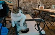 Котаракът Мъро от Стария град се изправя: операцията му беше успешна