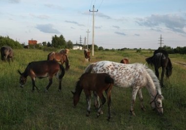 Криминално проявени откраднаха 4 коня в Брезовско