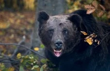 cherna-mechka-sliza-selo-begovo-420.webp