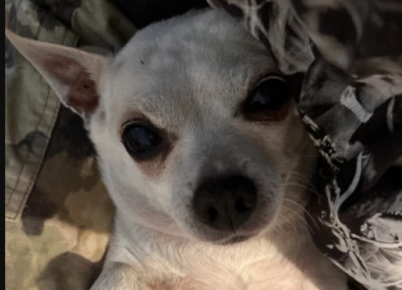 Зоодоброволци „откраднаха” куче на пловдивчанка, докато пазарува