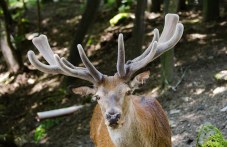 ubiha-blagoroden-elen-rodopite-331.jpg
