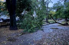 poredno-padnalo-darvo-plovdiv-stovari-233.jpg