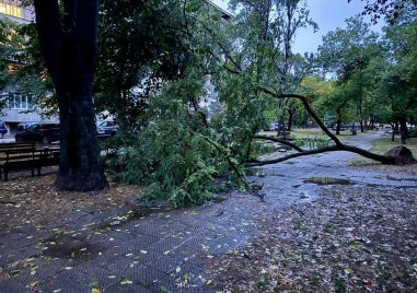 Поредно паднало дърво в Пловдив, стовари се в парк до пейки СНИМКИ