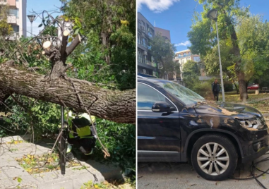 Дърво се стовари върху два автомобила в Кършияка