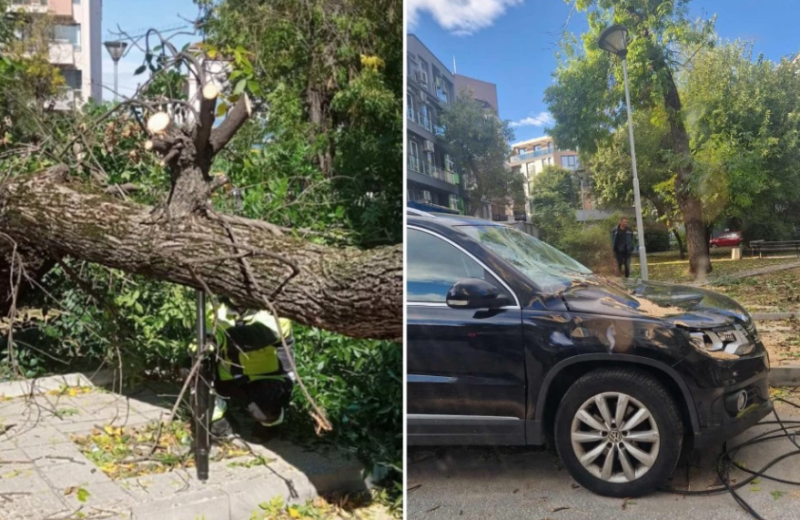 Дърво се стовари върху два автомобила в Кършияка