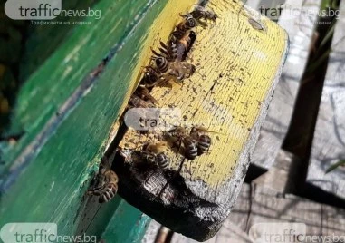 „Ще те нарежа на парчета“: Съседски спор в Пловдивско стигна до съда заради пчеларски бизнес