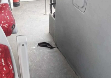 Автобус с дупка в пода продължава да вози пътници в Пловдив