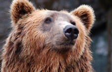 Мечки бродят по улиците на родопски град