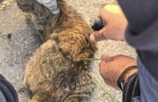 Полицаи спасиха коте, заклещило се в двигател на кола в Пловдив