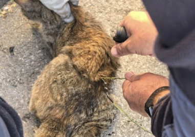 Полицаи спасиха коте, заклещило се в двигател на кола в Пловдив