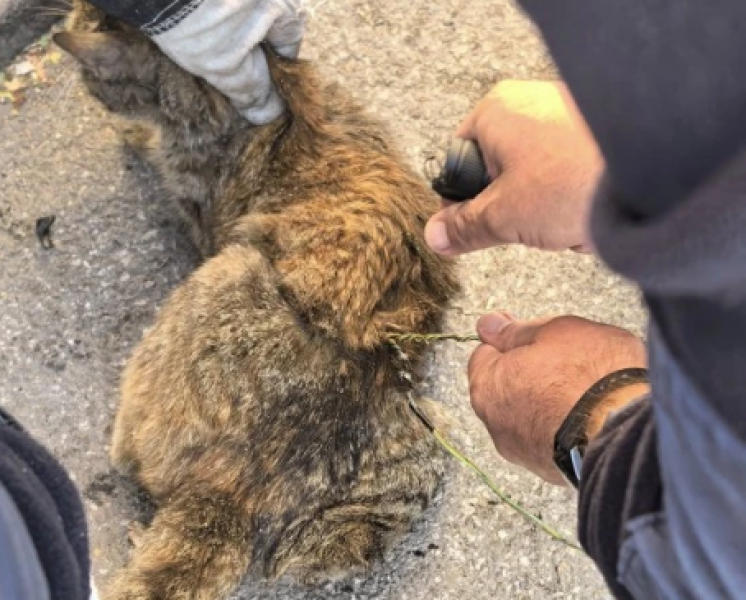 Полицаи спасиха коте, заклещило се в двигател на кола в Пловдив