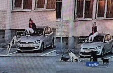 Глутница агресивни кучета хапят студенти и служители край общежитията на ПУ