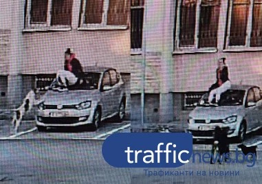Глутница агресивни кучета хапят студенти и служители край общежитията на ПУ
