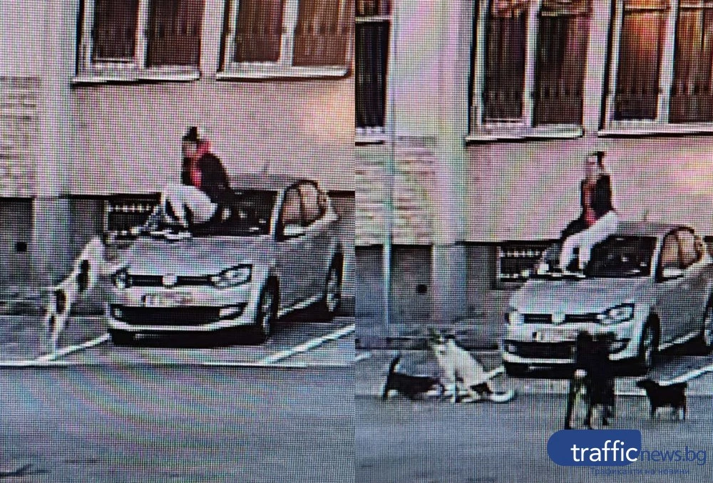Глутница агресивни кучета хапят студенти и служители край общежитията на ПУ