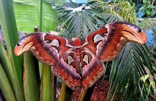 Рекорден брой пеперуди Атлас се излюпиха в Природонаучния музей в Пловдив