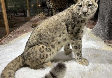 Природонаучният музей в Пловдив се сдоби със Снежен леопард