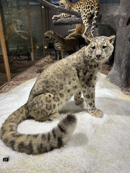 Природонаучният музей в Пловдив се сдоби със Снежен леопард