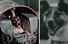 На този ден: Кучето Лайка полита в космоса