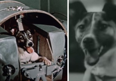 На този ден: Кучето Лайка полита в космоса