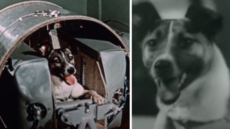 На този ден: Кучето Лайка полита в космоса