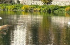 Лебеди се завърнаха в Пловдив