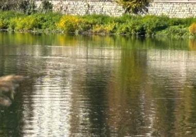 Лебеди се завърнаха в Пловдив