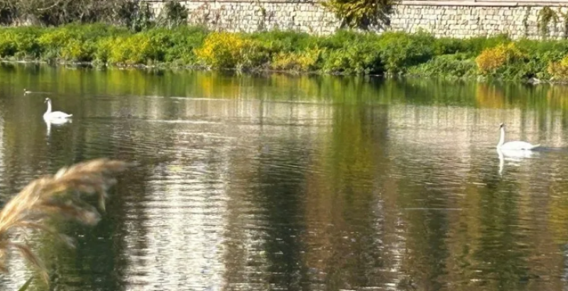 Лебеди се завърнаха в Пловдив