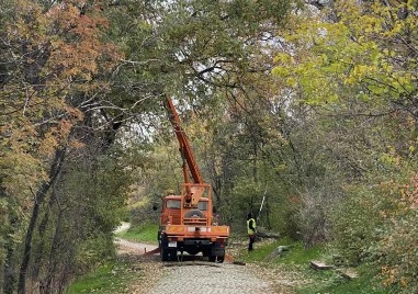Прочистват Бунарджика и Младежки хълм от изгнилите дървета