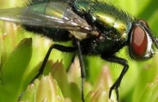 Уикенд на двукрилите в Природонаучния музей: Открийте тайните на мухите и комарите