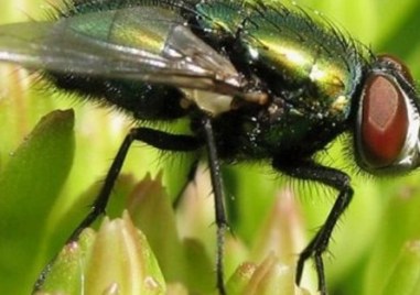 Уикенд на двукрилите в Природонаучния музей: Открийте тайните на мухите и комарите