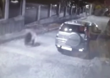 Мечка тича по улиците в Карлово, сигнализираха горските