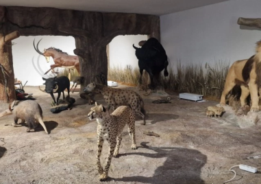Откриват новата зала „Африка и Австралия“ и първото зоокафе в България в Природонаучния музей