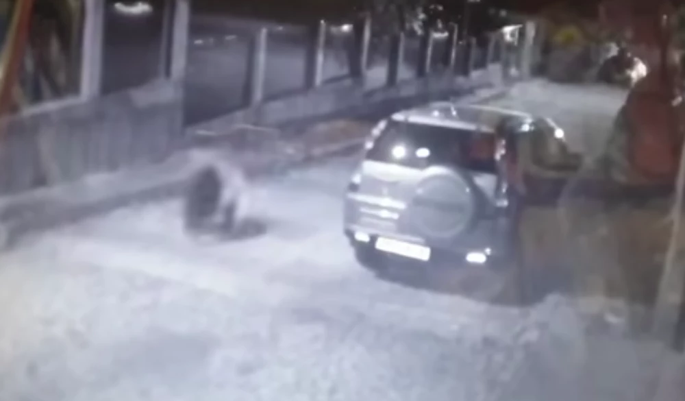 Мечка тича по улиците в Карлово, сигнализираха горските