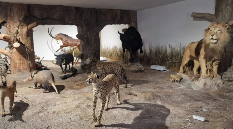 Откриват новата зала „Африка и Австралия“ и първото зоокафе в България в Природонаучния музей