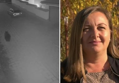 Говорят хората, видели мечката в Карлово ВИДЕО