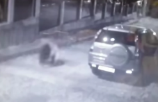 Осигуряват денонощни патрули в Карлово заради мечката