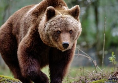 Над 20 мечки са засечени от Сопот до Калофер