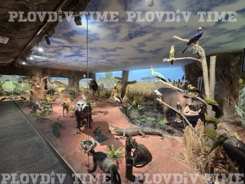 Невъзможното възможно: Африка се пренесе в сърцето на Пловдив СНИМКИ