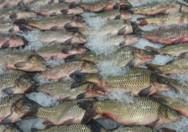 Българската риба изчезва от пазара в навечерието на Никулден